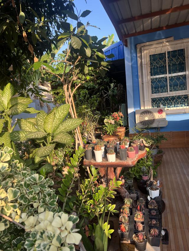 ขายทาวเฮ้าส์ ทาวโฮม ตังหวัดสมุทรสงคราม 2