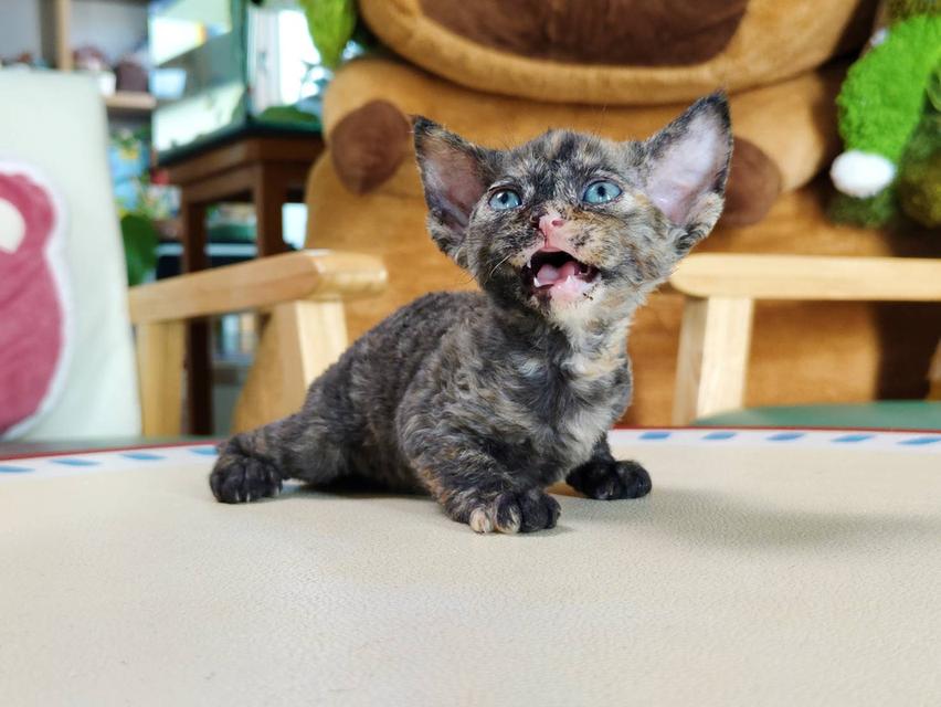 เดวอนเร็กซ์ Devon rex Oscat cattery chiangmai