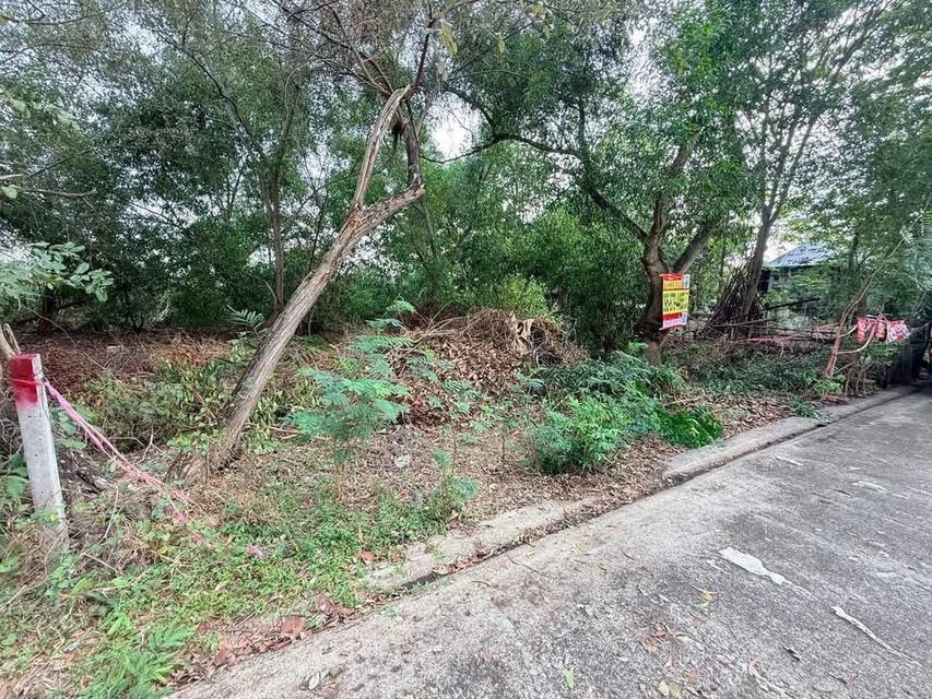 Vายที่ดิน 70 ตารางวา ติดถนนสาธารณะ ถมแล้ว หมู่บ้านสวนรีสอร์ท คลองห้าตะวันตก จ.ปทุมธานี 6