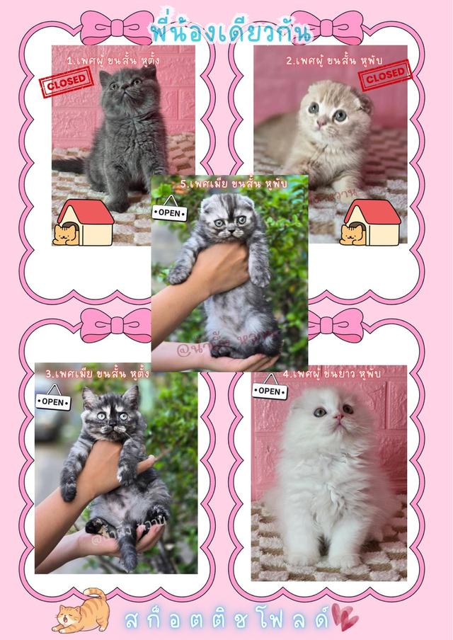 ส ก็ อ ต ติ ช โฟ ล ด์ รูปที่ 7