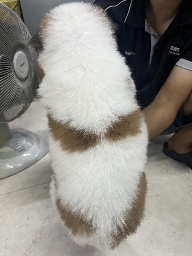 ลูกหมาบางแก้ว เพศเมีย รูปที่ 3