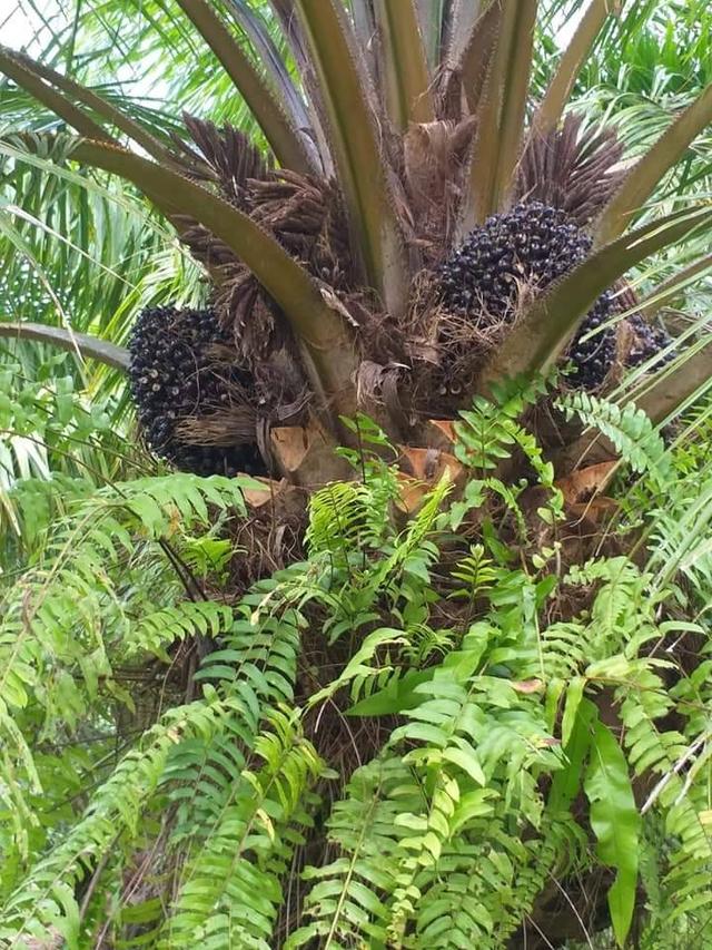 ที่ดิน สวนปาล์มน้ำมัน อ.หลังสวน จ.ชุมพร 8