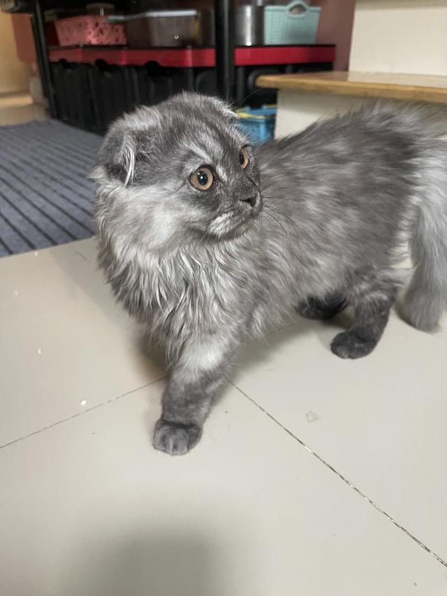 แมวขี้อ้อน(หญิง 3 เดือน)พร้อมย้าย รูปที่ 9