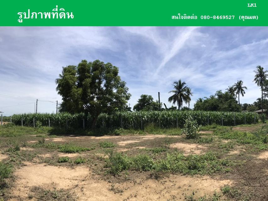 ขายที่ดินหนองลานพระแท่น(น้ำไม่ท่วม) 11