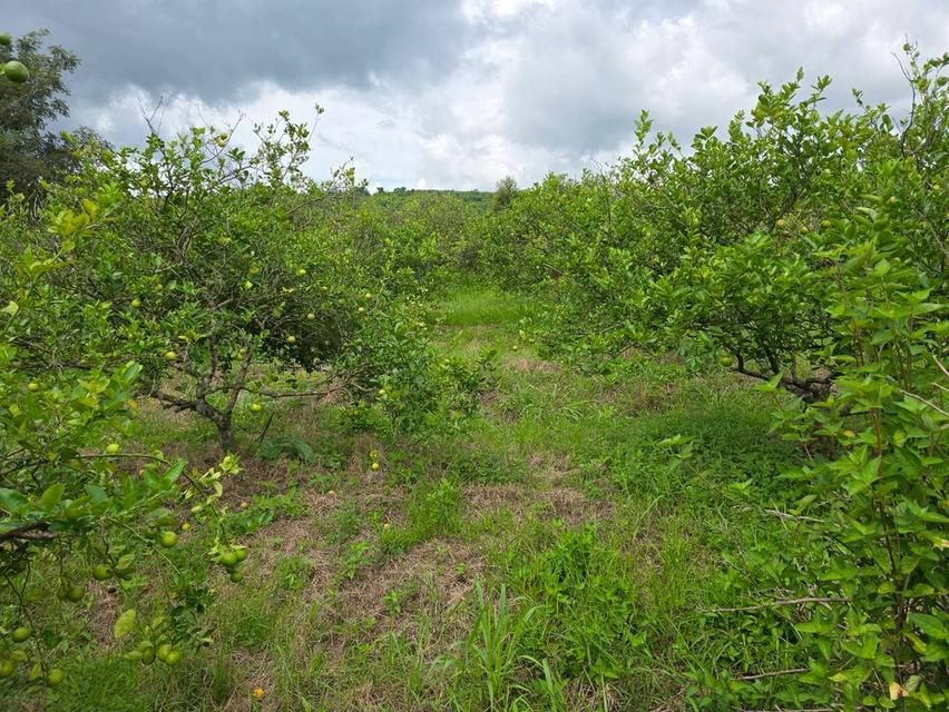 ขาย สวนเกษตร ฟาร์ม 914.75 ไร่ 8