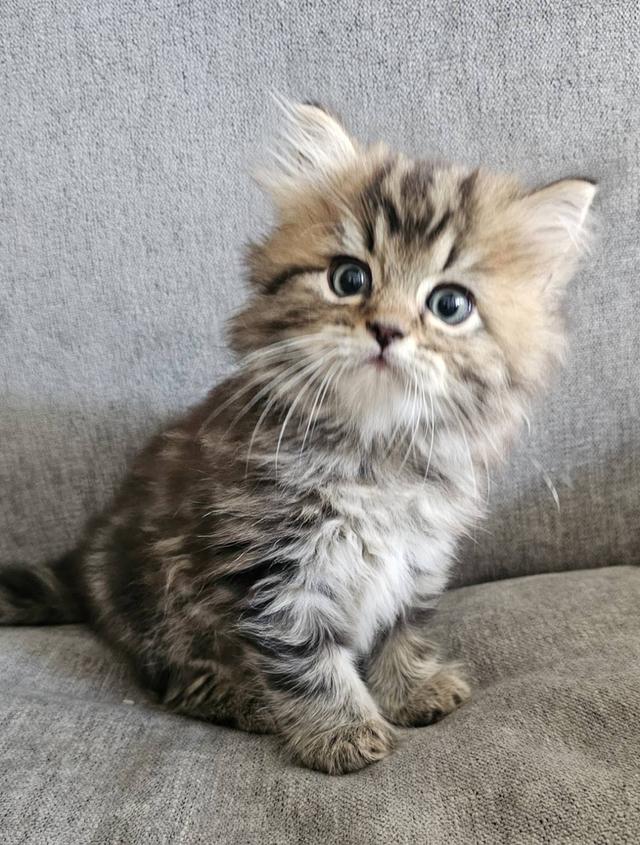 สก็อตติชโฟลด์ นกฮูกน้อย 6