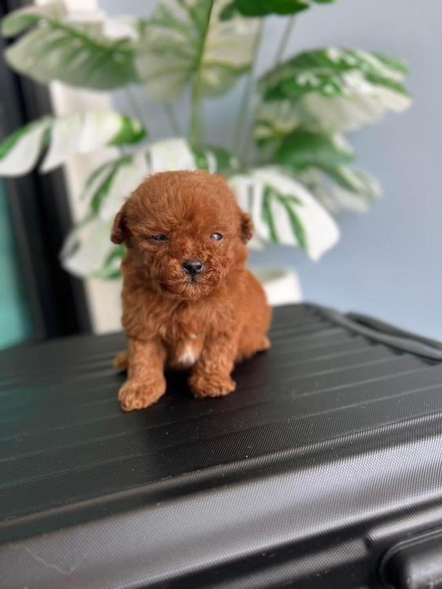 Toy Poodle puppies WhatsApp me : +66 63 826 3042 รูปย่อยที่ 2