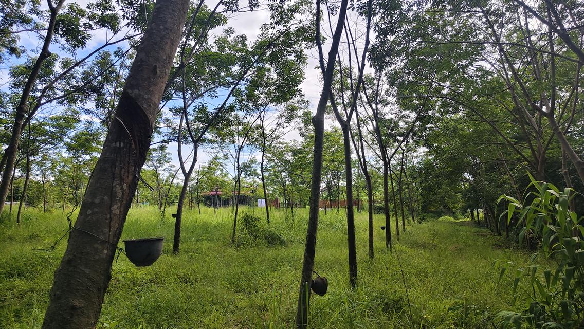 ขายที่ดินพร้อมสวนยางพาราพร้อมกรีด 9