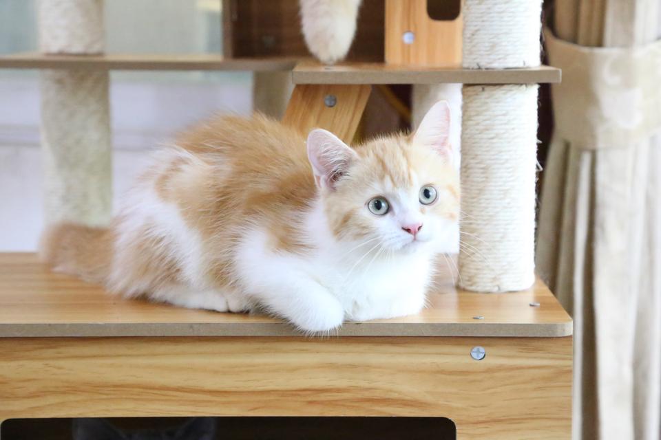 ลูกแมวบริติชหิมาลายันพร้อมย้ายบ้าน รูปที่ 20