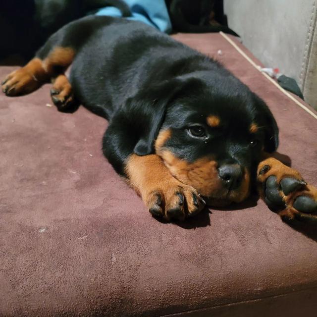 Rottweiler Puppies WhatsApp me : +66 63 826 3042 รูปย่อยที่ 3