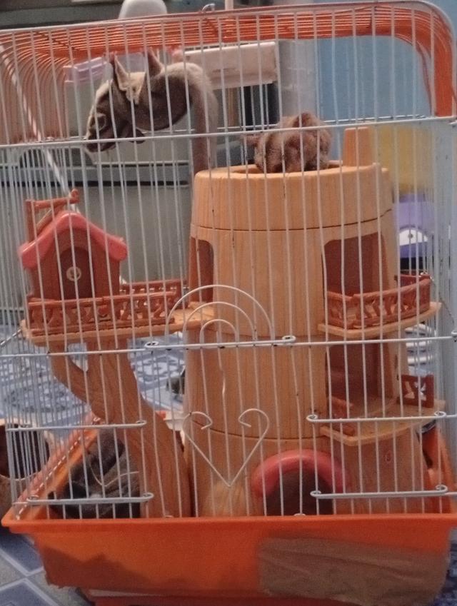 ซูการ์ไกรเเอร์ แคระตัวเล็กไม่โตแล้ว🫟 no I'm out รูปที่ 4