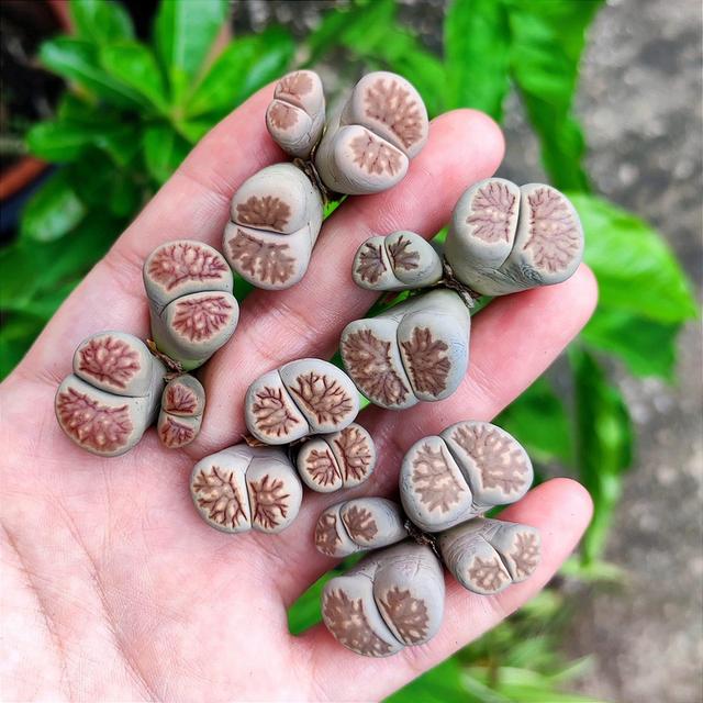 แบ่งขายกุหลาบหิน Lithops