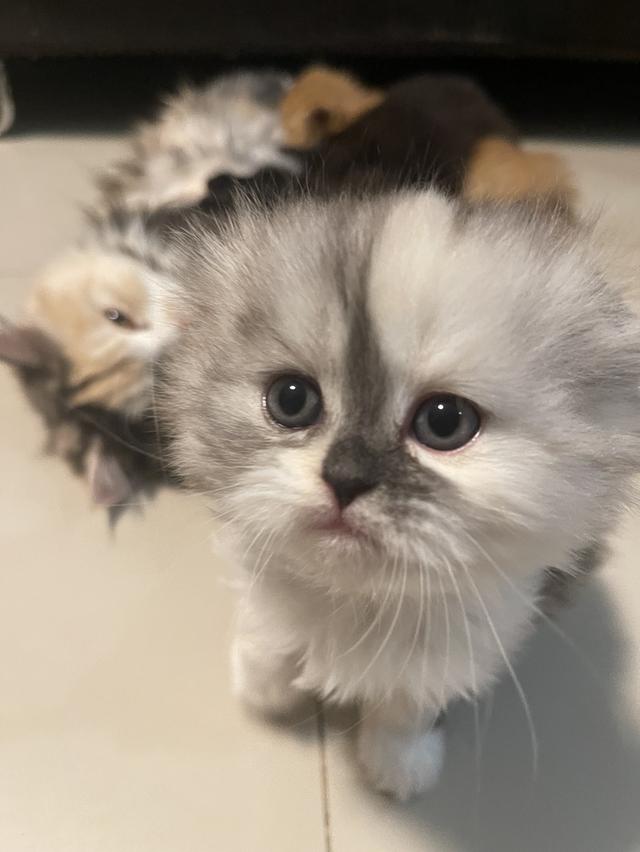น้องสามสี(เพศญ.พันธุ์ผสม)