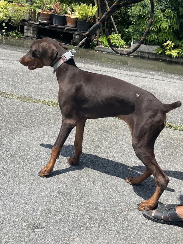 น้องหมาโดเบอร์แมน Doberman รูปย่อยที่ 4