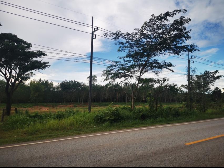 ขายที่ดิน บึงกาฬ สวนยาง+บ่อน้ำ โฉนด ครุฑแดง นส4 จ 5 ไร่กว่า เจ้าของขายเอง 5