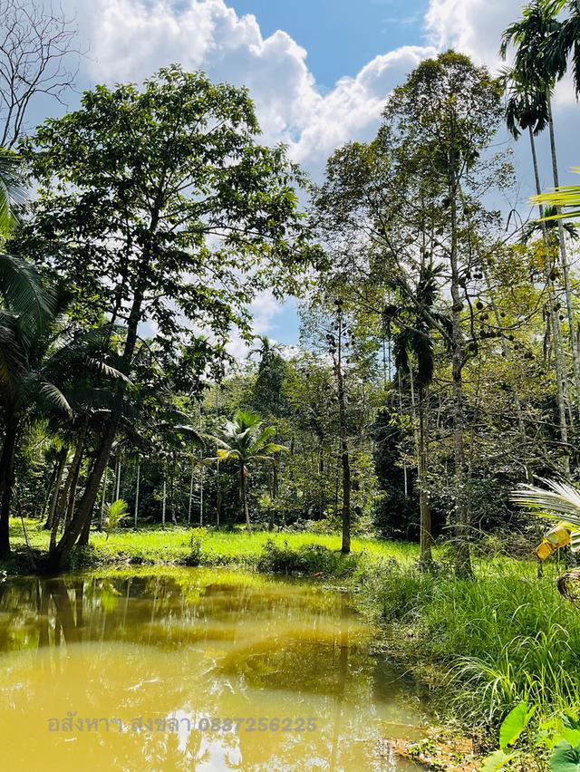 ที่ดิน13 ไร่ หน้าติดถนน 200 เมตร 3