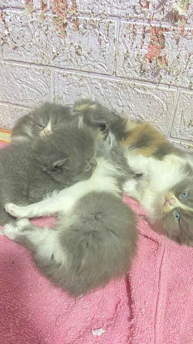 เปอร์เซียแท้ หาบ้าน🐯