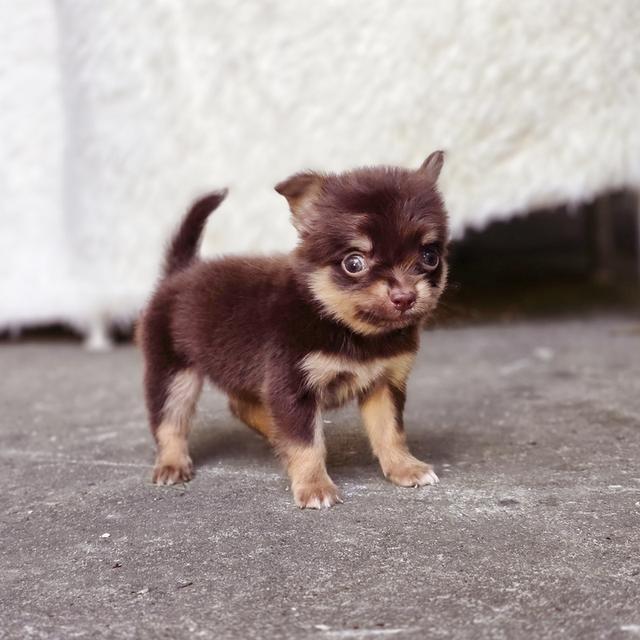 Chihuahuaช็อคแทนหนุ่มน้อยน้องมินิตัวจิ๋วน่ารักมาก