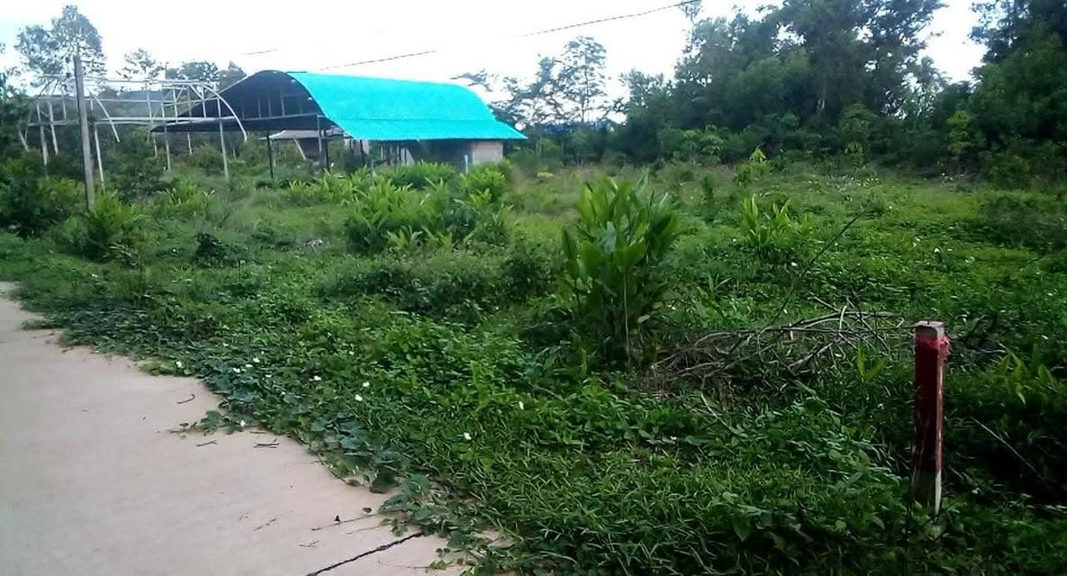 ขายที่ดิน 1 งาน ต.ซากพง อ.แกลง จ.ระยอง ราคาเพียง 500,000 บาท 6