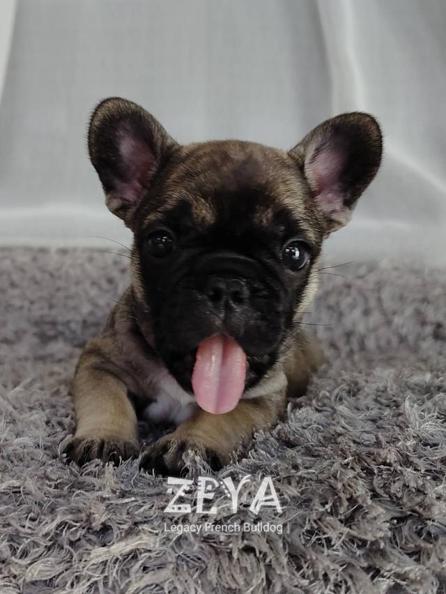 ZEYA เฟรนช์บูลด็อก เพศเมีย สีเซเบิล 6