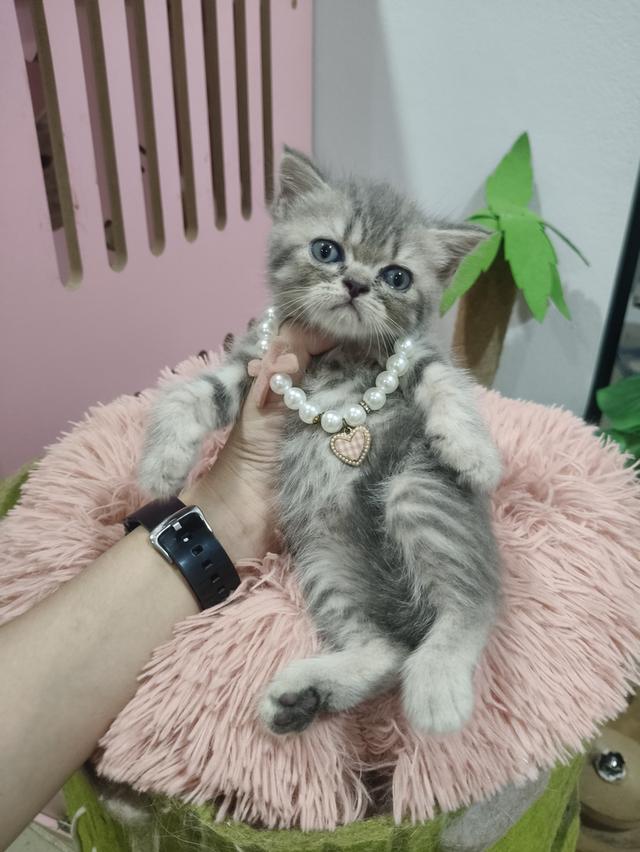 เด็กหญิง เทาลาย สก็อตติช🏠🏡😻