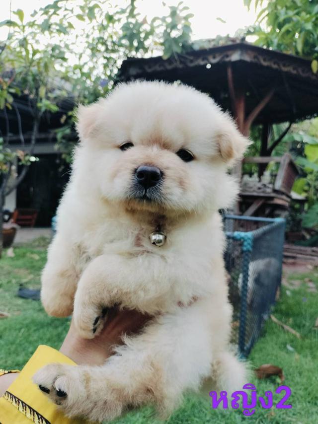 เชาเชาหาบ้าน 5