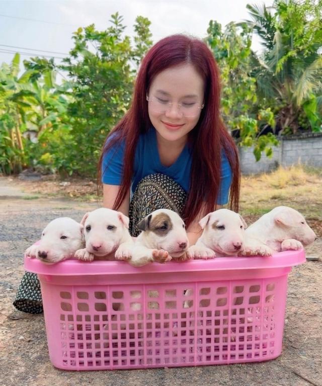 สุนัขบลูเทอเรีย Bullterrier std รูปที่ 13