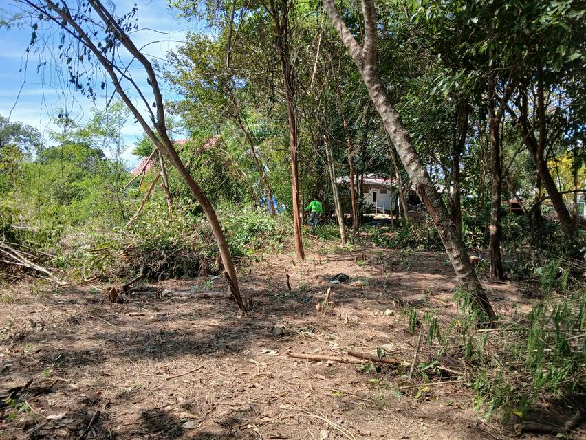 ขายที่ดินเปล่าโฉนด 1 งาน 14 ตร.ว. อยู่ในชุมชน ต.นาชะอัง อ.เมืองชุมพร ห่างศาลากลางจังหวัดเพียง 3 กม. ที่เนินปลอดภัยจากน้ำท่วม เจ้าของเองครับ 7