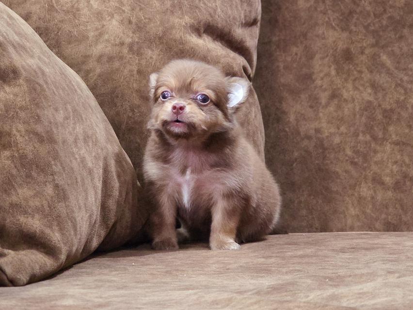 Chihuahua เพศเมียสีช็อค