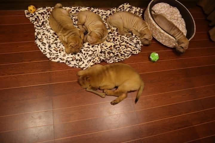 ลูกสุนัข Shar Pei นำเข้า 4