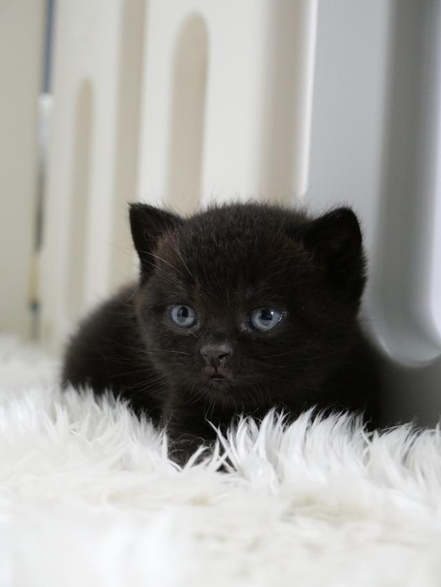 น้องแมวบริติชช๊อตแฮร์สีดำ รูปที่ 5