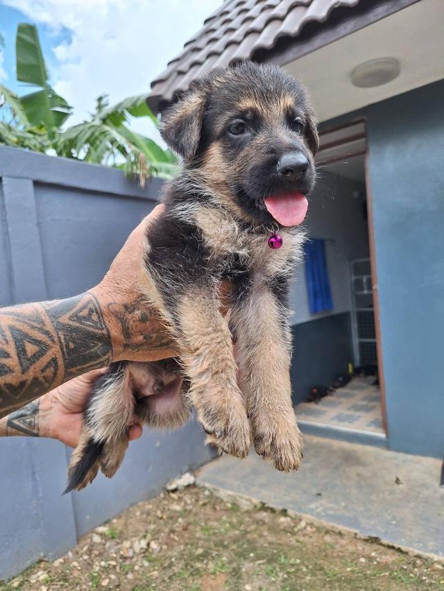 Adorable German Shepherd Puppies - Ready now ! 7