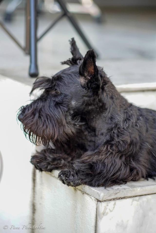 สุนัข Scottish Terrier หาบ้าน 3