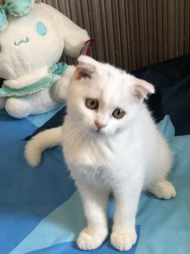 แมวสก๊อติช เด็กผู้หญิง2เดือนกว่า