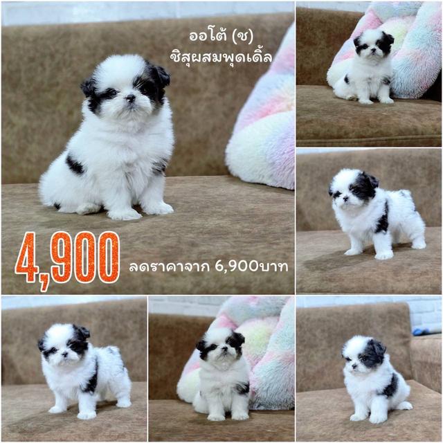 ชิสุผสมพุดเดิ้ล พิกัดรามอินทรา 2