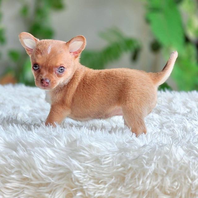 ชิวาวาแท้ เพศเมีย ขนสั้น รูปที่ 3