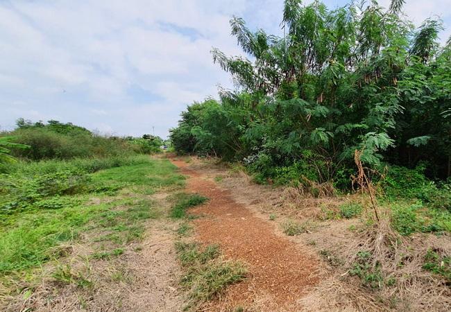 ขายที่ดิน ถนนฤชุพันธ์(บางบัวทอง-สุพรรณบุรี) ตำบลไทรใหญ่ อำเภอไทรน้อย นนทบุรี 7