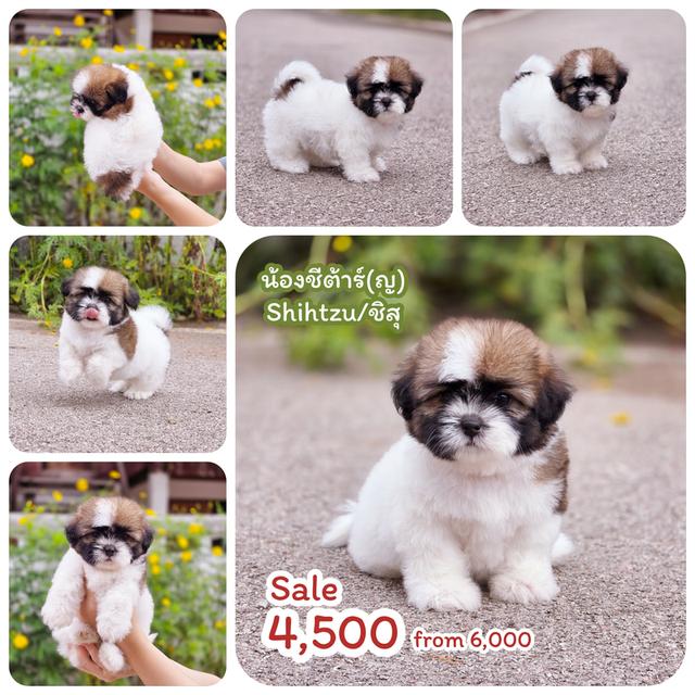 Shihtzu สาวน้อยน้องชีตาร์พันธุ์ชิสุอายุ2เดือน 6