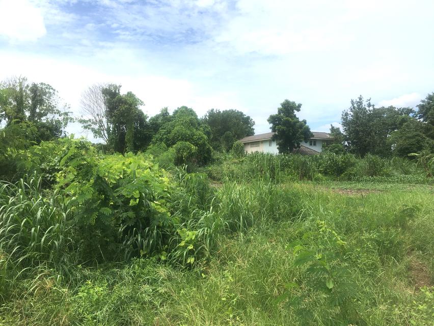 ขายที่ดิน 4ไร่ 3งาน โซนนาวัง,ตะเคียนเตี้ย ใกล้ถนนคู่ขนานมอเตอร์เวย์ (7) ห่าง 500เมตร ผังเมือง EEC สีเหลืองอ่อน ตำบลตะเคียนเตี้ย อำเภอบางละมุง 4