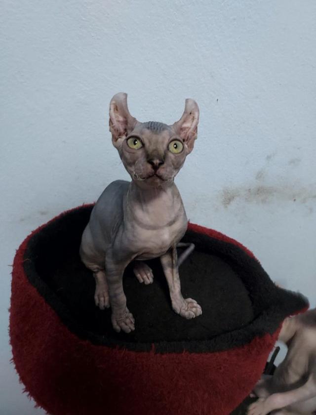 sphynx elf สีบลูเพศหญิง