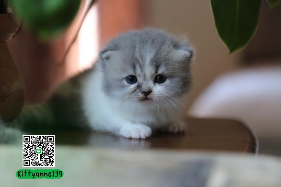 แมวเปอร์เซียผสมบริติช รูปที่ 15
