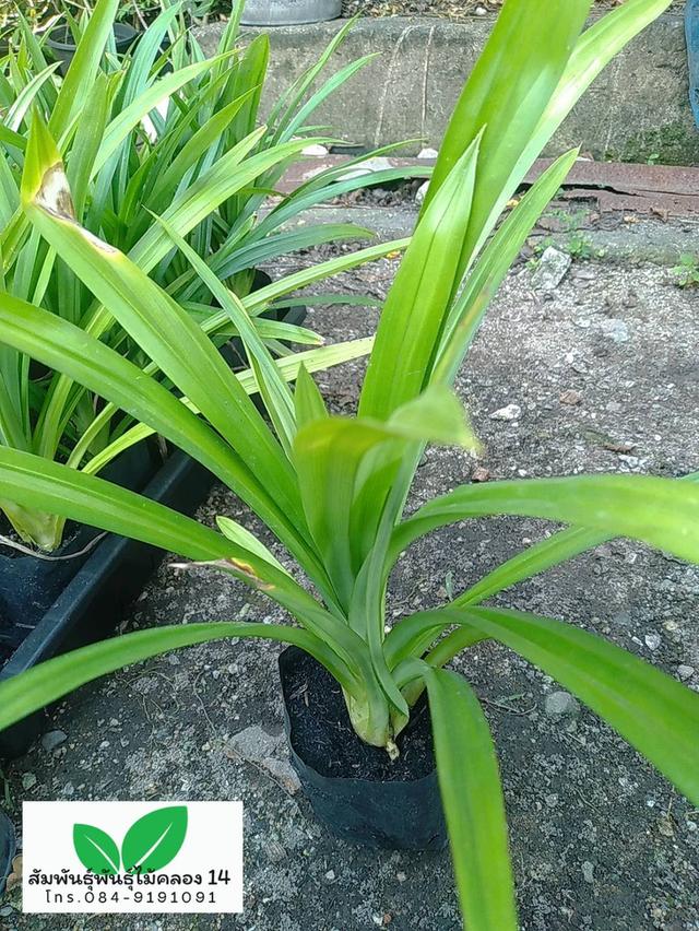 เตยหอม ต้นเตยหอม ต้นเตย