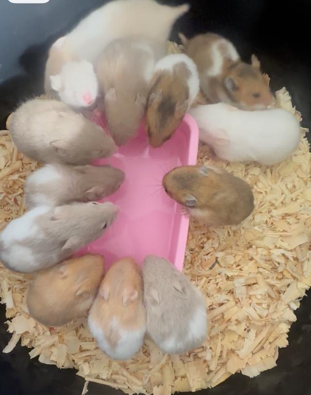 แฮมเตอรไจแอ้นสวยๆจ้า