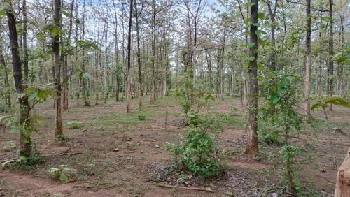 ที่ดินพร้อมสวนป่าสัก 8-2-21 ไร่ ต.ทุ่งยั้ง อ.ลับแล จ.อุตรดิตถ์ รูปที่ 12