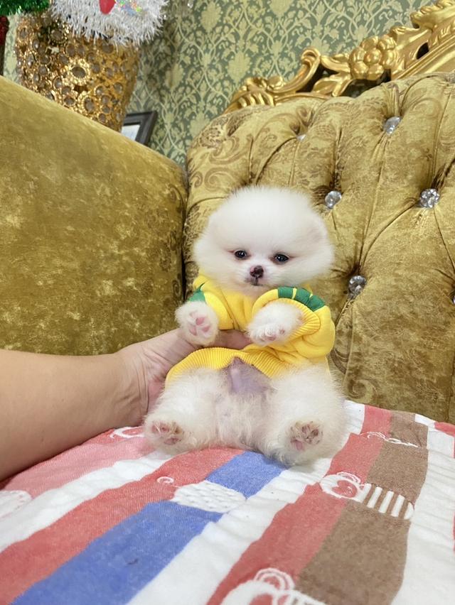 ลูกสุนัขปอมแท้ ไซสเล็ก