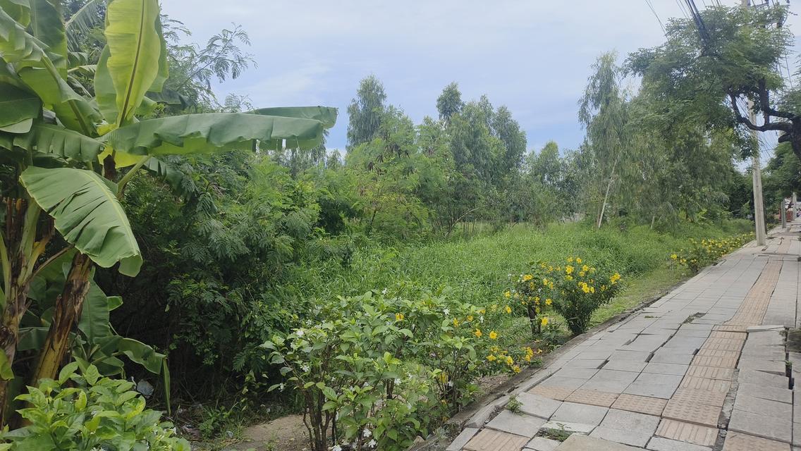 ขายด่วน ที่ดินติดถนนใหญ่ ราคาถูก 13