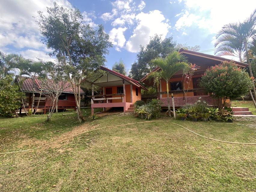 ไร่ชมจันทร์ วังน้ำเขียว 14ไร่ 8