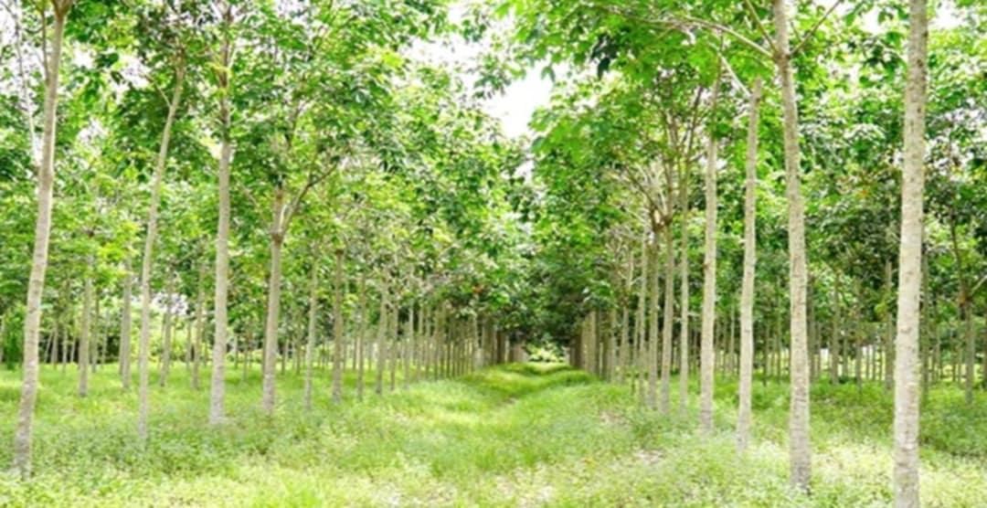 ขายที่ดินสวนยางพารา 30 ไร่ จ.ตรัง 2