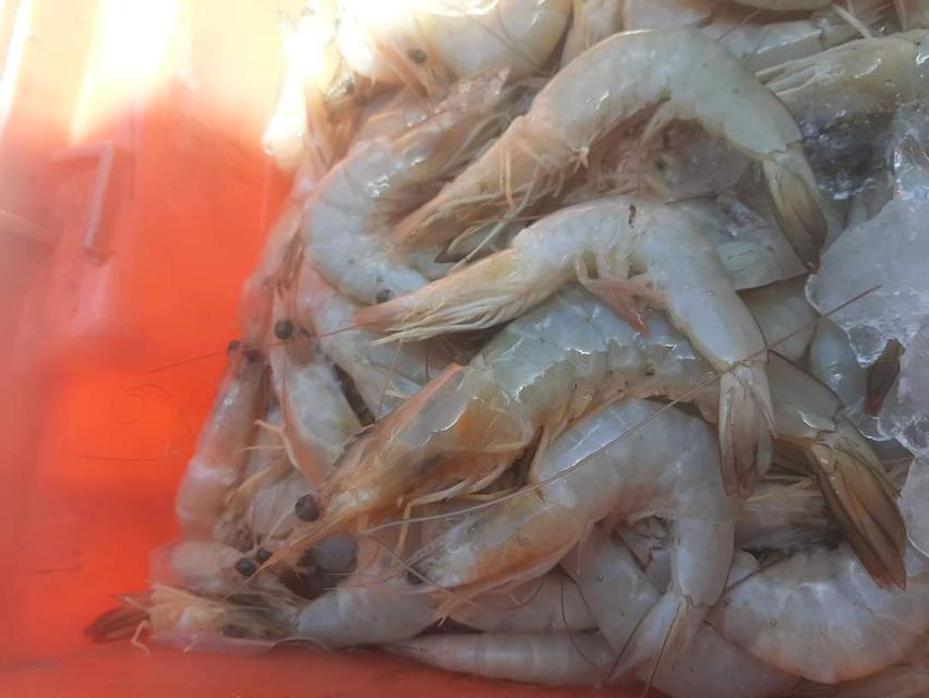 กุ้งแช่บ๊วยสดๆจากทะเล 2