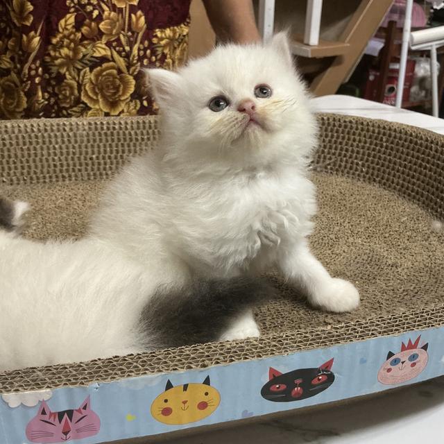 🌈ลูกแมวเปอร์เซียสายตรง ตาฟ้า น้องหน้าบี้หน้าหล่น และ หน้าตุ๊กตา เปิดกล้องดูน้องได้ สนใจสอบถามเน้นส่งถึงมือน้องปลอดภัยค่ะ รูปที่ 17